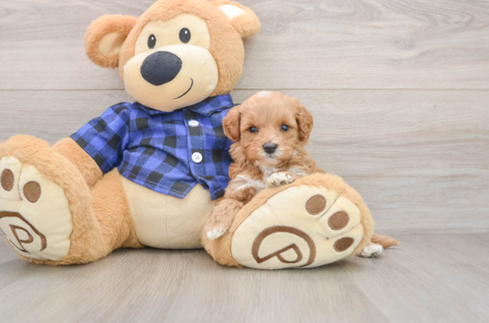 Adorable Setterdoodle Poodle Mix Puppy