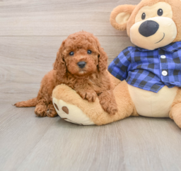 5 week old Mini Irish Doodle Puppy For Sale - Florida Fur Babies