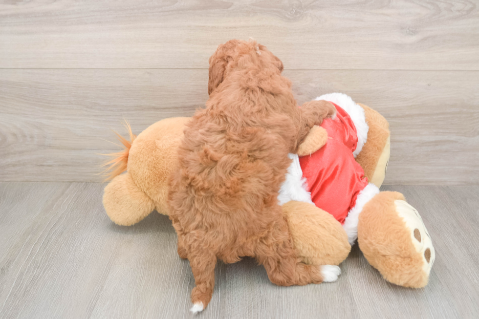 Best Mini Irish Doodle Baby