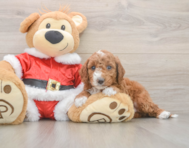 5 week old Mini Irish Doodle Puppy For Sale - Florida Fur Babies