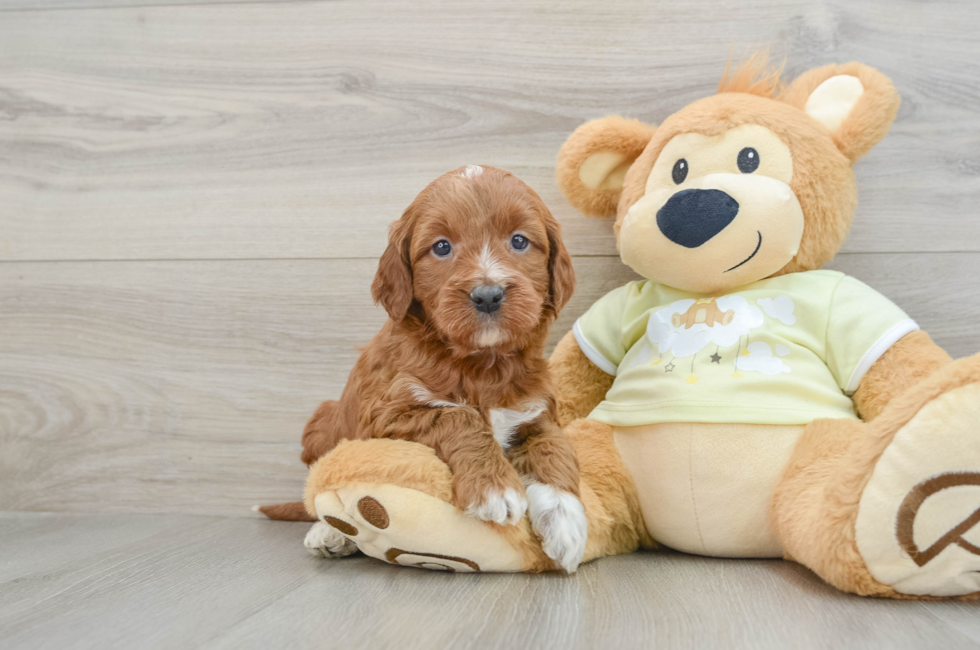 6 week old Mini Irish Doodle Puppy For Sale - Florida Fur Babies