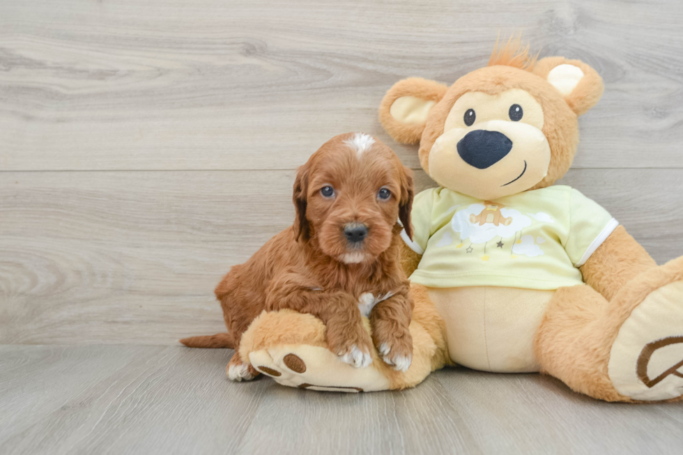 Energetic Irish Setterpoo Poodle Mix Puppy