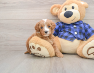 5 week old Mini Irish Doodle Puppy For Sale - Florida Fur Babies