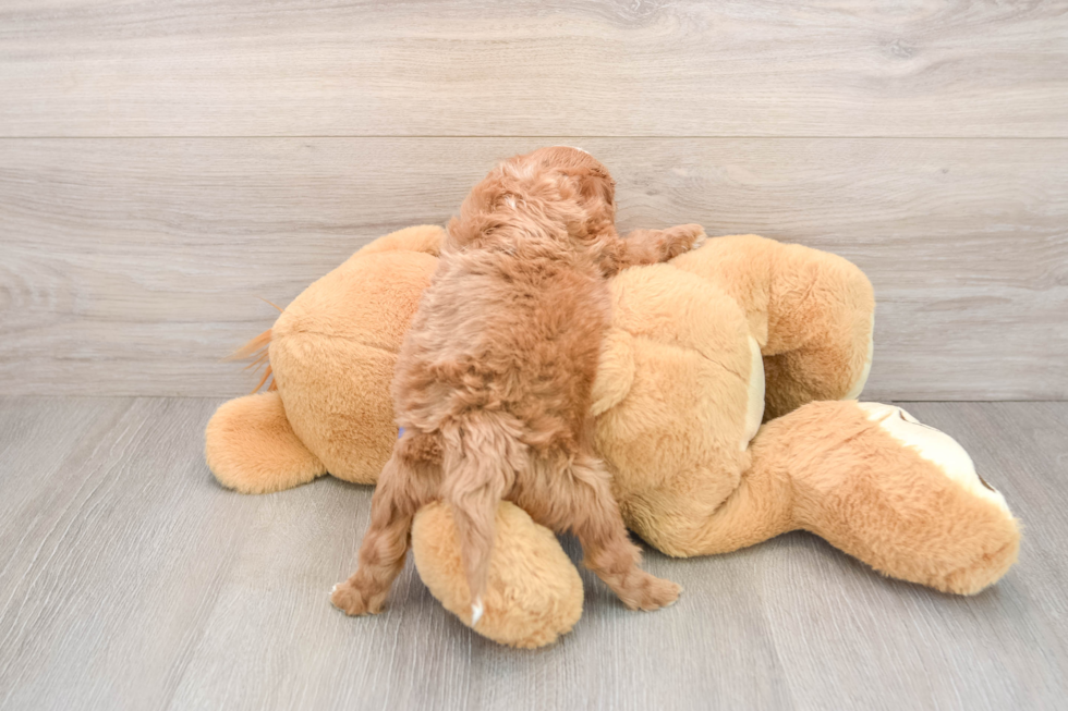 Friendly Mini Irish Doodle Baby