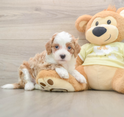 6 week old Mini Irish Doodle Puppy For Sale - Florida Fur Babies