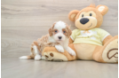 Mini Irish Doodle Puppy for Adoption