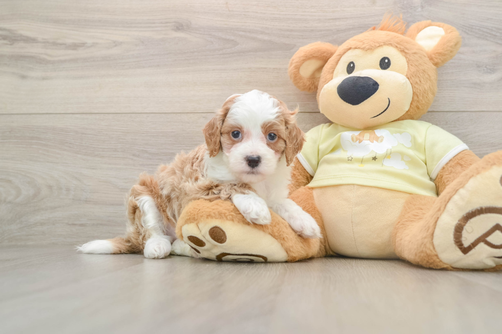 Mini Irish Doodle Puppy for Adoption