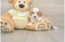 Mini Irish Doodle Pup Being Cute
