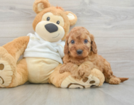 5 week old Mini Irish Doodle Puppy For Sale - Florida Fur Babies
