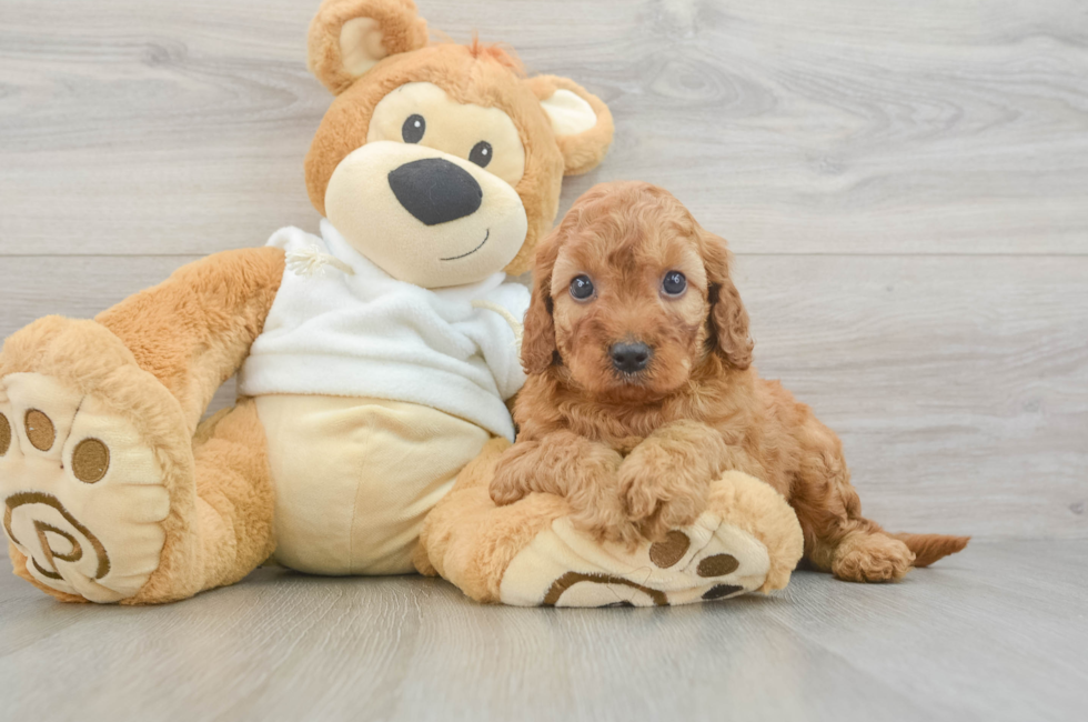 5 week old Mini Irish Doodle Puppy For Sale - Florida Fur Babies