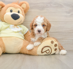 5 week old Mini Irish Doodle Puppy For Sale - Florida Fur Babies