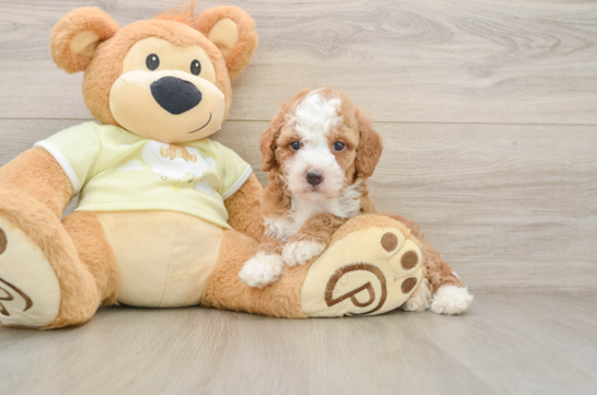 Best Mini Irish Doodle Baby