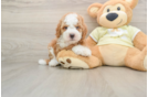 Mini Irish Doodle Puppy for Adoption