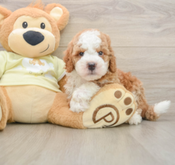 5 week old Mini Irish Doodle Puppy For Sale - Florida Fur Babies