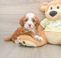 5 week old Mini Irish Doodle Puppy For Sale - Florida Fur Babies