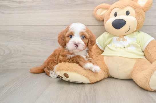 Smart Mini Irish Doodle Poodle Mix Pup