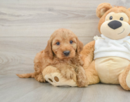 5 week old Mini Irish Doodle Puppy For Sale - Florida Fur Babies