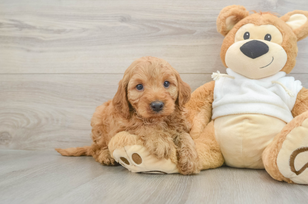 5 week old Mini Irish Doodle Puppy For Sale - Florida Fur Babies