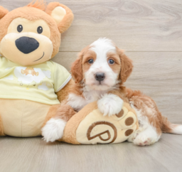 5 week old Mini Irish Doodle Puppy For Sale - Florida Fur Babies