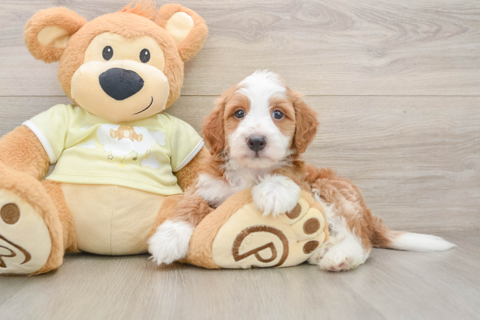 Funny Mini Irish Doodle Poodle Mix Pup