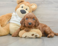 5 week old Mini Irish Doodle Puppy For Sale - Florida Fur Babies