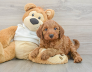 5 week old Mini Irish Doodle Puppy For Sale - Florida Fur Babies