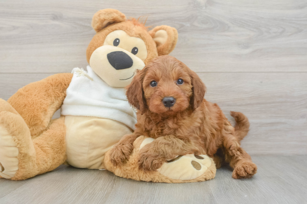 5 week old Mini Irish Doodle Puppy For Sale - Florida Fur Babies