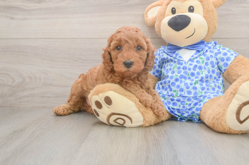 5 week old Mini Irish Doodle Puppy For Sale - Florida Fur Babies