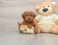 9 week old Mini Irish Doodle Puppy For Sale - Florida Fur Babies