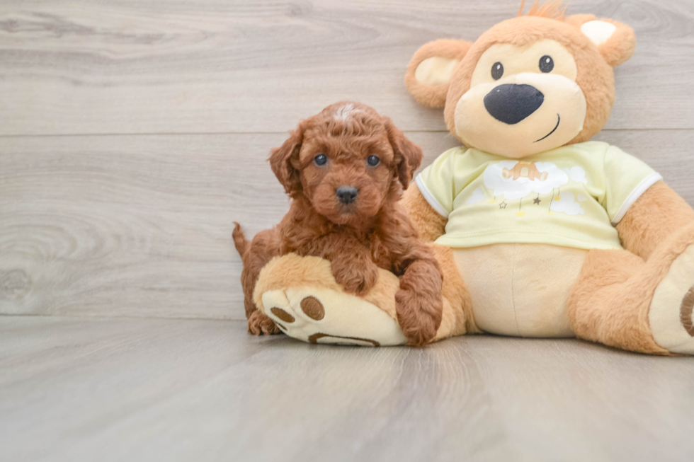 Mini Irish Doodle Puppy for Adoption