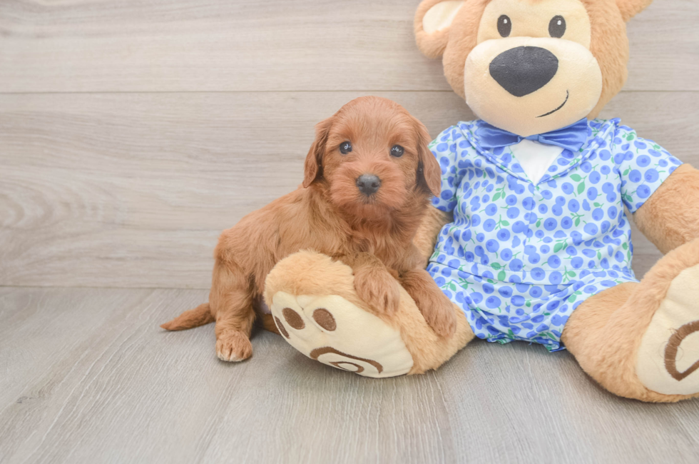 5 week old Mini Irish Doodle Puppy For Sale - Florida Fur Babies