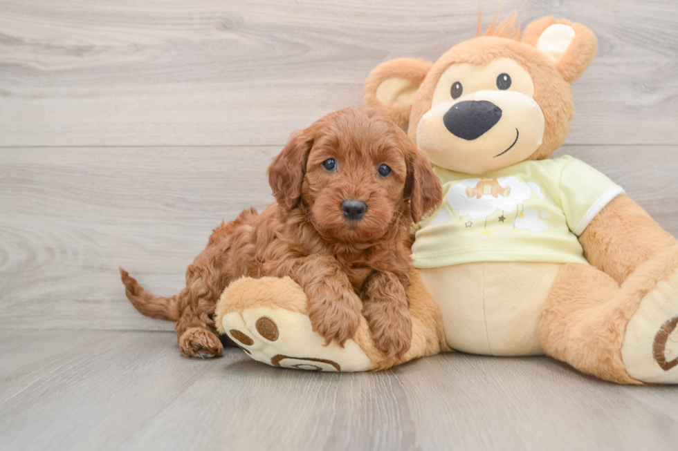 Mini Irish Doodle Puppy for Adoption