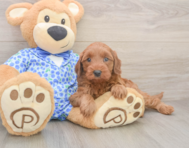 7 week old Mini Irish Doodle Puppy For Sale - Florida Fur Babies