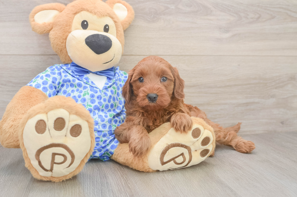 5 week old Mini Irish Doodle Puppy For Sale - Florida Fur Babies