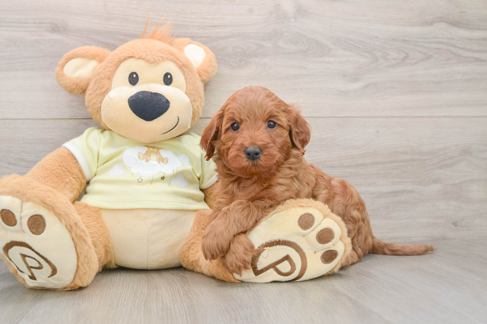 Best Mini Irish Doodle Baby