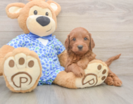 5 week old Mini Irish Doodle Puppy For Sale - Florida Fur Babies