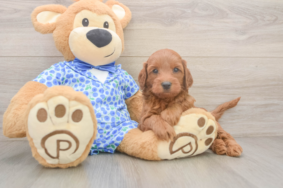 5 week old Mini Irish Doodle Puppy For Sale - Florida Fur Babies