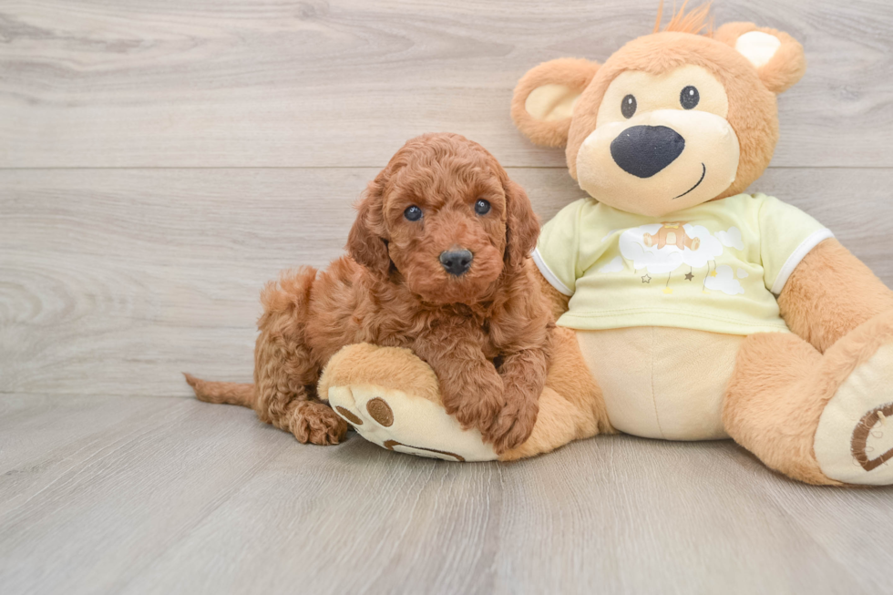 Best Mini Irish Doodle Baby