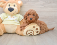 8 week old Mini Irish Doodle Puppy For Sale - Florida Fur Babies