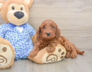 6 week old Mini Irish Doodle Puppy For Sale - Florida Fur Babies