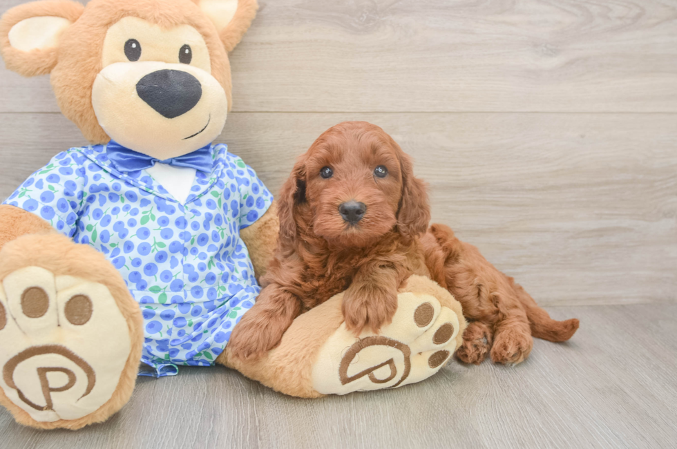 5 week old Mini Irish Doodle Puppy For Sale - Florida Fur Babies