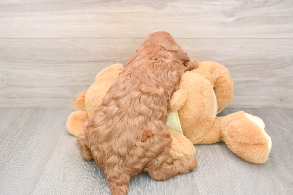 Best Mini Irish Doodle Baby