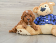 5 week old Mini Irish Doodle Puppy For Sale - Florida Fur Babies