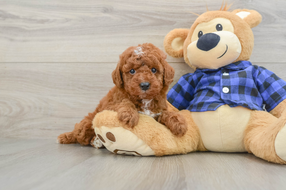 6 week old Mini Irish Doodle Puppy For Sale - Florida Fur Babies