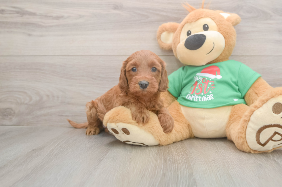 Popular Mini Irish Doodle Poodle Mix Pup