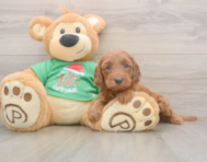 5 week old Mini Irish Doodle Puppy For Sale - Florida Fur Babies