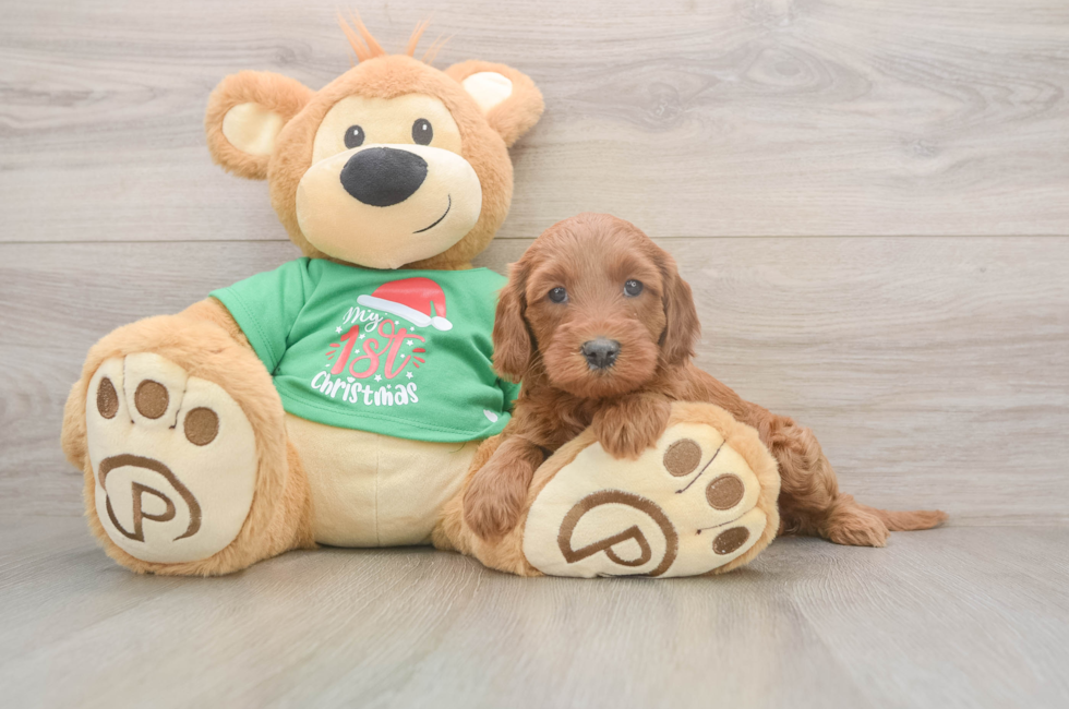 5 week old Mini Irish Doodle Puppy For Sale - Florida Fur Babies