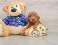 5 week old Mini Irish Doodle Puppy For Sale - Florida Fur Babies