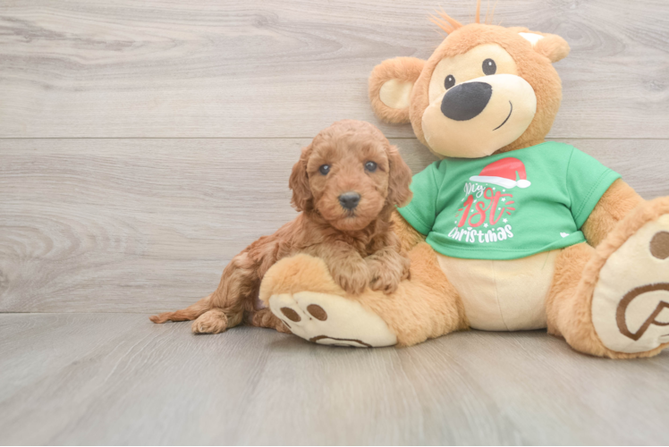 Petite Mini Irish Doodle Poodle Mix Pup