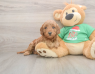 6 week old Mini Irish Doodle Puppy For Sale - Florida Fur Babies